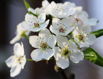 Close-up of white apple blossoms in spring