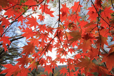 Low angle view of maple leaves on tree