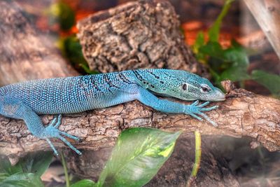 Close-up of lizard on rock