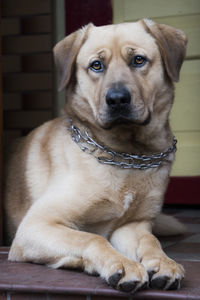 Close-up portrait of dog sitting