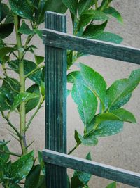 Close-up of plant growing in greenhouse