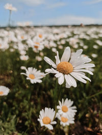 Close-up of white daisy flowers