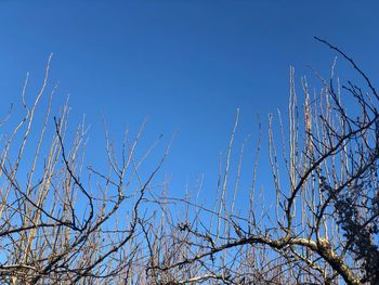 Low angle view of bare tree against clear blue sky