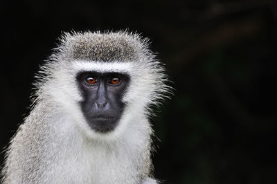 Close-up portrait of monkey