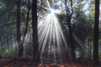 Sunlight streaming through trees in forest