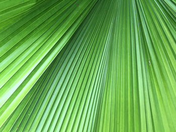 Full frame shot of palm leaves