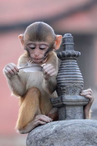 Close-up of monkey holding feather while sitting on structure