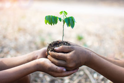 Close-up of hand holding small plant