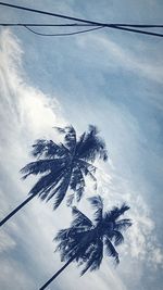 Low angle view of palm tree against sky