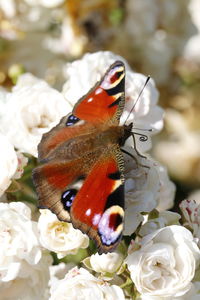 Close-up of butterfly on white flowers