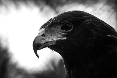 Close-up side view of eagle