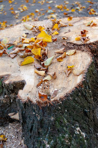 High angle view of fallen leaves on tree trunk
