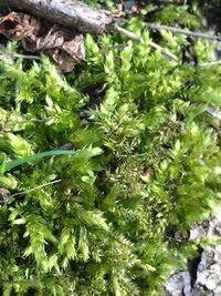 Close-up of plants