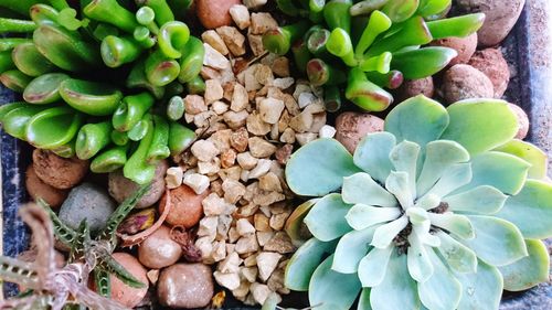 High angle view of plant