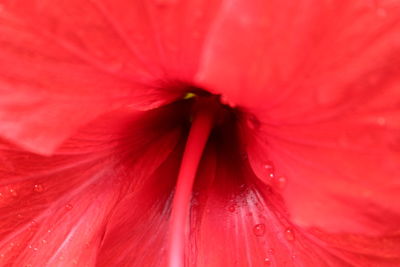 Full frame shot of pink hibiscus