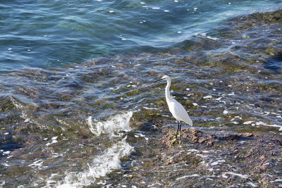 High angle view of bird on beach