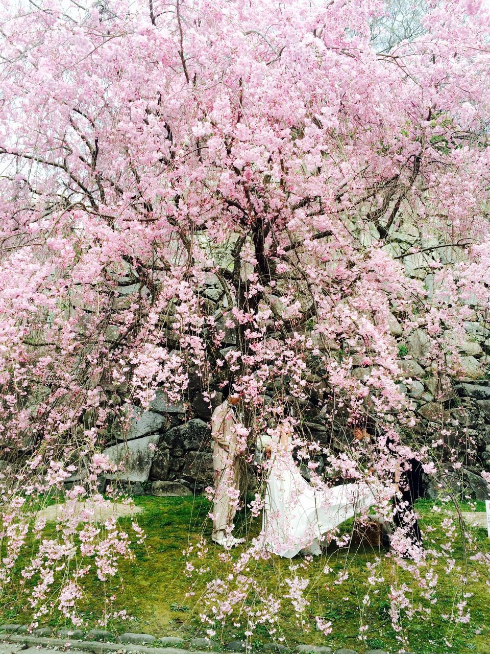 flower, growth, freshness, pink color, plant, nature, fragility, beauty in nature, tree, blooming, petal, blossom, day, outdoors, branch, in bloom, no people, high angle view, growing, wall - building feature