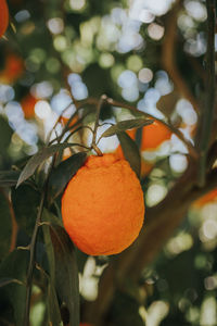 Close-up of orange fruits on tree