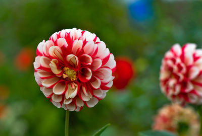 Close-up of pink dahlia flower