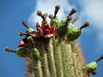 Close-up of fruits growing on saguaro cactus