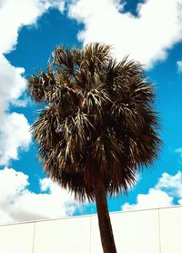 Low angle view of palm tree against blue sky