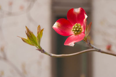 Close-up of pink dogwood flower