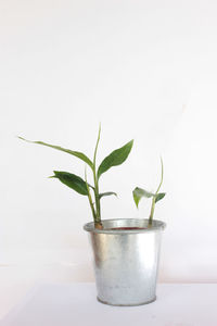 Close-up of potted plant on table against white background