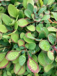 Full frame shot of water drops on leaves