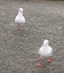 High angle view of seagull perching on land