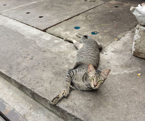 High angle view of cat on footpath