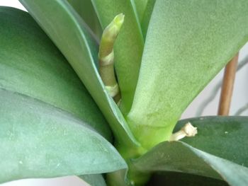 Close-up of fresh green plant