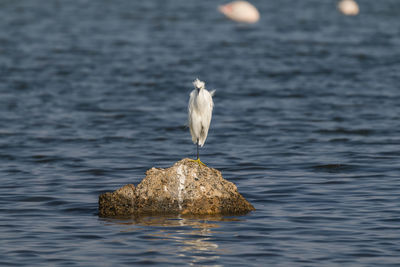 Heron on rock in sea