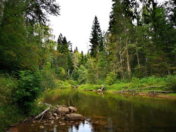 View of lake in forest