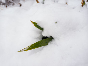 High angle view of snow covered field