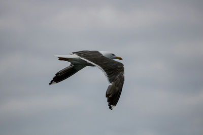 Low angle view of bird flying against sky