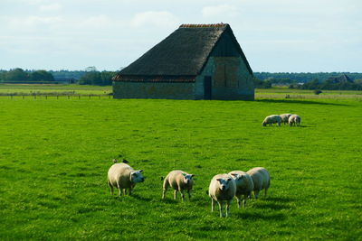 Texel sheep in front of sheep pen - texelschafe vor schafstall