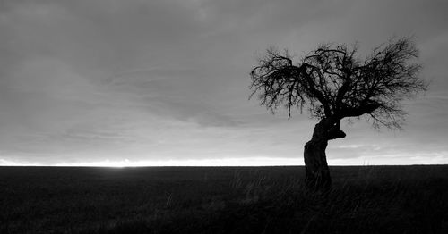 Bare trees on field against cloudy sky