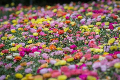 Close-up of purple flowering plants