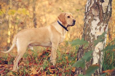 Dog standing on tree