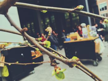 Close-up of potted plants buds