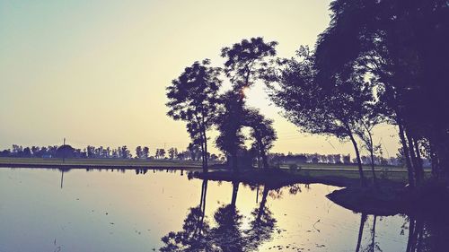 Silhouette of trees during sunset