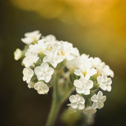 Close-up of white flowering plant