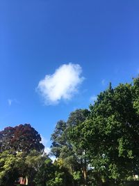 Low angle view of trees against blue sky
