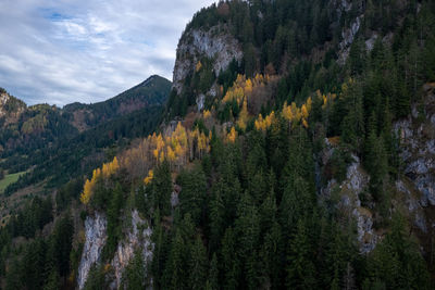 Scenic view of pine trees against sky