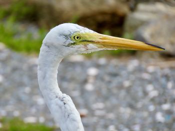 Closeup of a swan