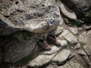 High angle view of lizard on rock