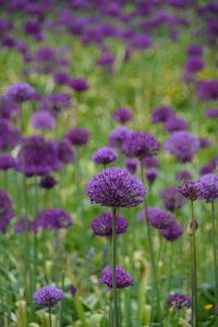 Close-up of allium flowers blooming outdoors