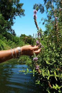 Close-up of hand against plants and trees against sky