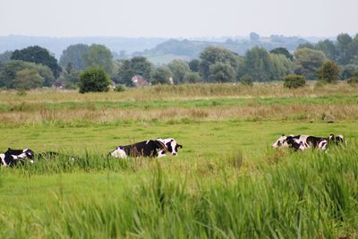 Cows in a field landscape 