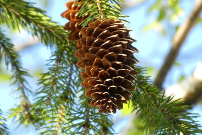 Low angle view of pine cone on tree